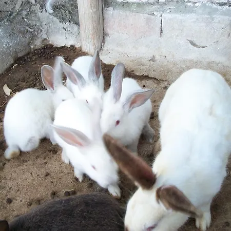 Farm stay Agriturismo Primerio